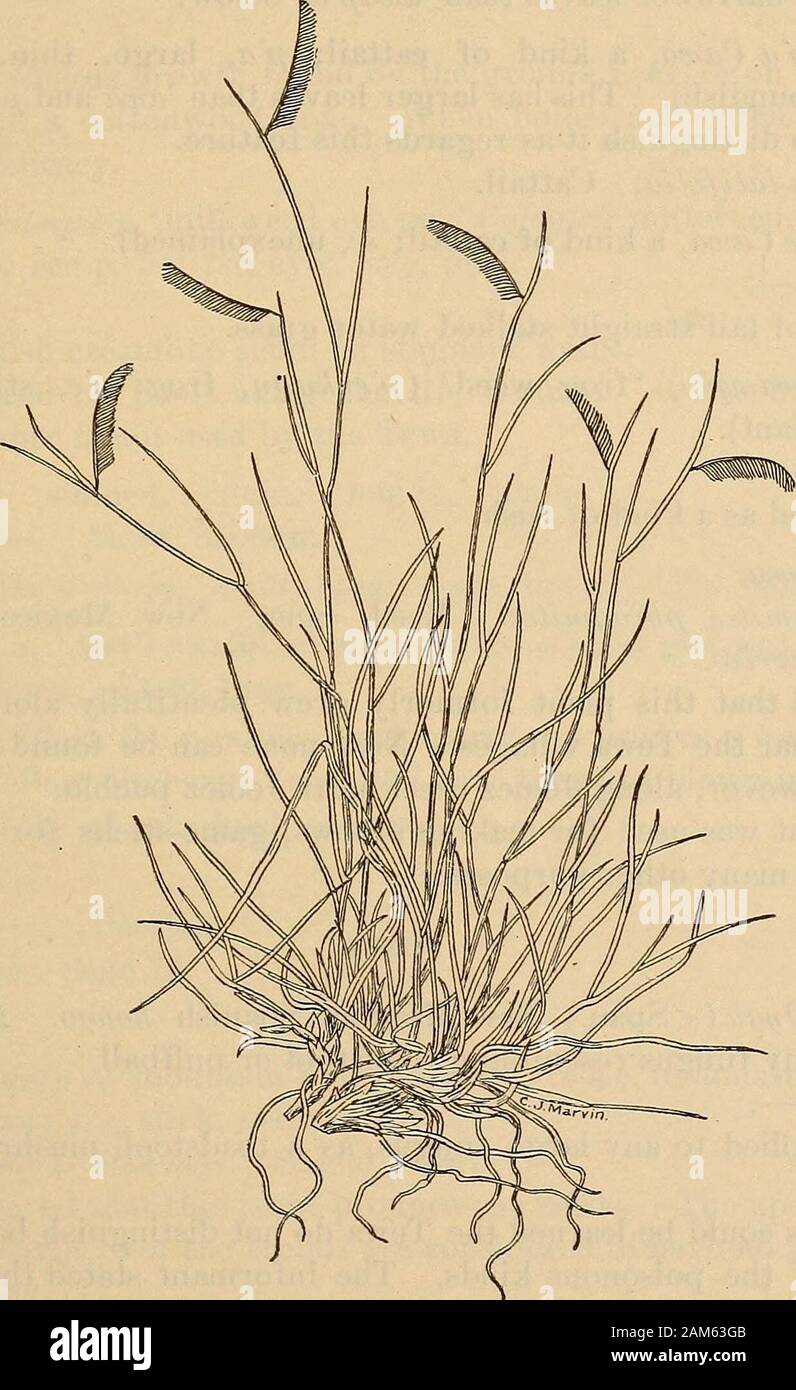 Ethnobotany of the Tewa Indians . vl B. DATURA METELOIDES, A LARGE AND CONSPICUOUS PLANT OF STREAM TERRACES AND TALUS SLOPES. ROBBINS, HARRINGTON, |FREIRE-MARKECO J ETHNOBOTAlSrY OF THE TEWA INDIANS 65 Bouteloua gracilis. Grama Grass. (See fig. 6.) ^Afi^.ta (^amj,., unexplained ; ?^«, grass). % . Much of this grass grows along the irrigating ditches.. / Fig. 5.—Grama grass. TapiHy, red grass(^t^, grass; pi^ red). Tas^y, ? horn grass {ta., grass; apparently ^g?;, horn). ? . New Mexican Spanish zacate azul. This kind of grass grows on the hills east of the Rio Grande andelsewhere. It is excellen Stock Photo