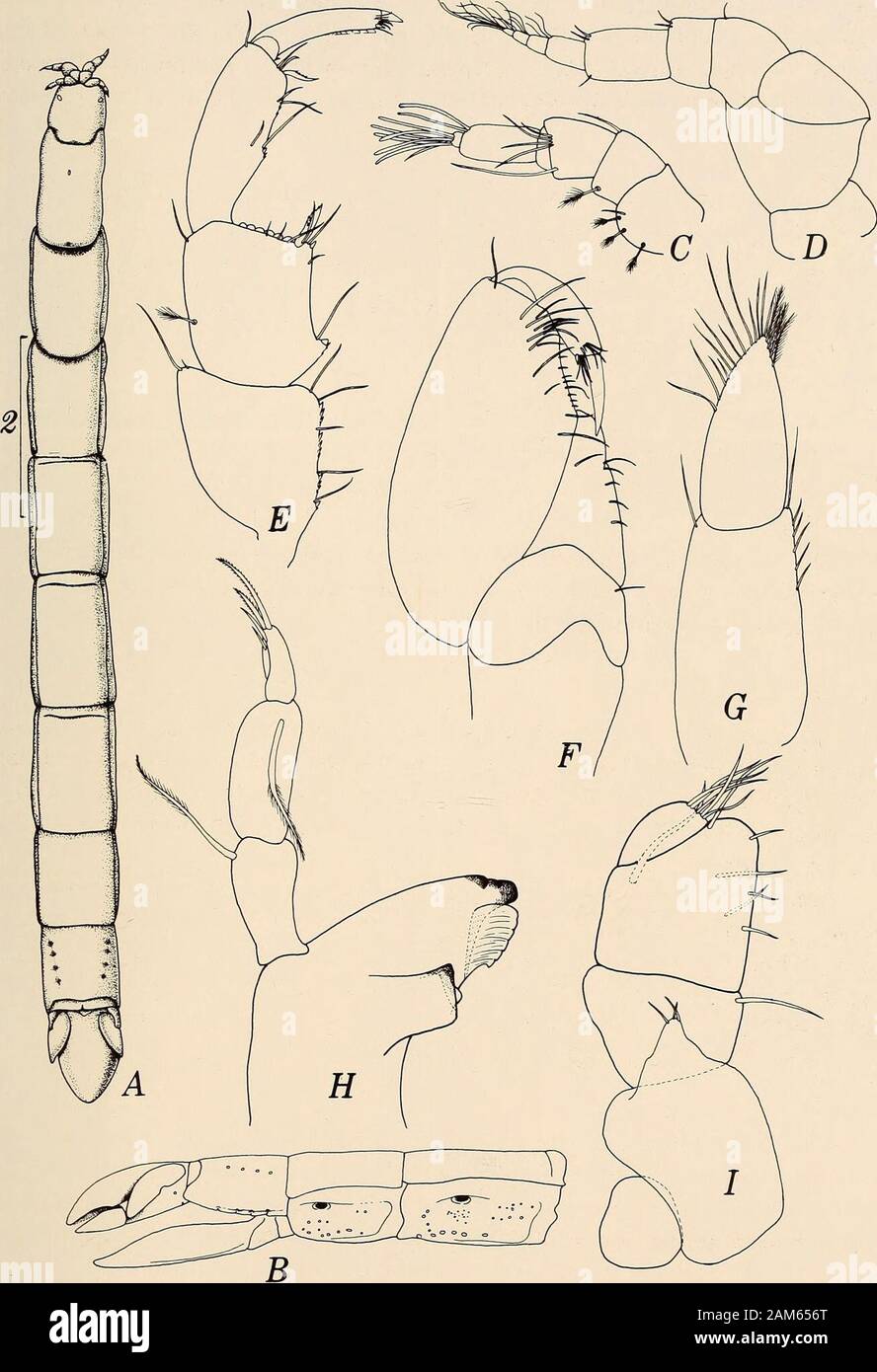 Annals of the South African Museum = Annale van die Suid-Afrikaanse Museum . species described here.The telson of M. foveolata, however, is obscurely tri-ridged, with pits betweenthe ridges, while M. schotteae and M. transkei have a single mid-dorsal ridgeand no pits on the telson. Malacanthura schotteae has a strongly notched uropodal exopod, aposteriorly constricted telson, and scaled lobes on the dactylus and propodalpalm, while M. transkei has an unnotched oval-lanceolate uropodal exopod,evenly convex telsonic margins, and lacks propodal and dactylar lobes inpereopod 1. Malacanthura transk Stock Photo