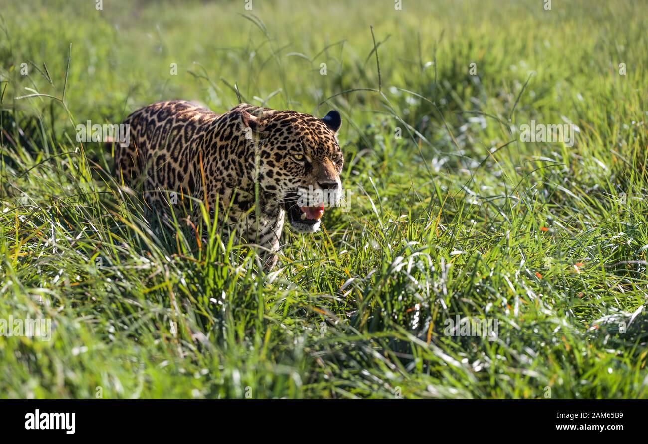 Wild Jaguar in natural habitat Pantanal grasslands near Amazon