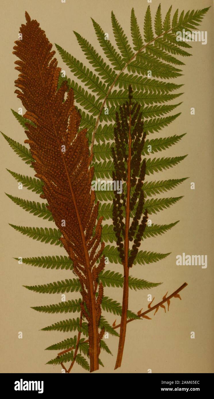 Ferns: British and exotic.. . inifolium, figured in Vol. I, Plate XLI.—A. For a plant and fronds of this species my thanks are dueto Mr. Joseph Henderson, of Wentworth. It may be procured of Mr. R. Sim, of Foots Cray. The illustration is from a piece of rhizoma and frondsforwarded by Mr. Joseph Henderson. STRUTHIOPTERIS. 135 GENUS V. STRUTHIOPTERIS. Having fronds of two kinds, the barren ones large and boldand the fertile much smaller, with contracted resolute margins,forming as it were a universal indusium. Veins pinnate and free. Spore cases lateral; the base of the pedicels concrete, andpro Stock Photo