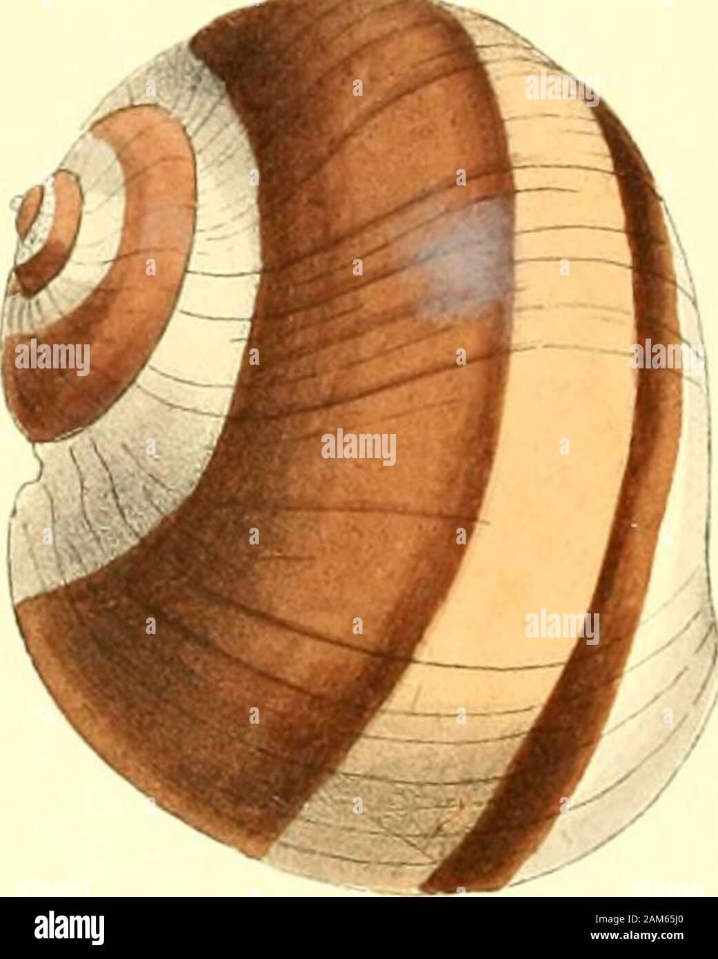 Zoological illustrations, or, Original figures and descriptions of new, rare, or interesting animals : selected chiefly from the classes of ornithology, entomology, and conchology, and arranged on the principles of Cuvier and other modern zoologists . the inner lip, which is always semicircular, downwhich, if closely examined inside, there is a depression as ifit had been pared down with a knife; the base of the pillaralso is so strongly truncated as to appear notched, and thebroadest part of the mouth is always in the middle ; these cha-racters have been very ill attended to in all the figure Stock Photo