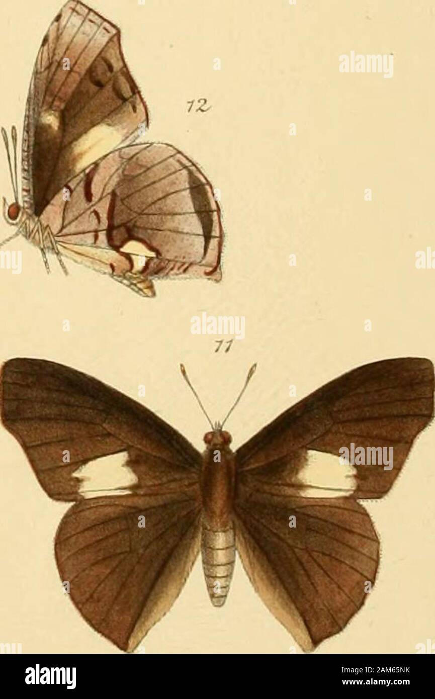 Rhopalocera exotica ; being illustraions of new, rare, and unfigured species of butterflies . MHorj-naruFisher dpl.et iitli . 1, 2 EPITOT n 3,4 5 HanKait imp. omODOlDES.o. 6 EPITOL/^ REZIA.g JNJUT^CTA.cf. 9.10 « MIRANDA.&lt;?. ,$. 7,8 ASLAUGA PURPURASCETNTS ,012,10 EULIPHYRA MIRIFICA,.?. LYCJ^NID.E (African). PLATE XX. GENUS EPITOLA.Epitohi, Westw. {Ultra, pp. 23, 27, 53, 69). XX.—EPITOLA PINODOIDES. i . Figs. 1, 2. Exp. 1 inch. Male. Upperside brow aisli black. Anterior wings with a blue spot belowthe costa, at about one-third of its length, and a second placed obliquely belowand beyond it; t Stock Photo