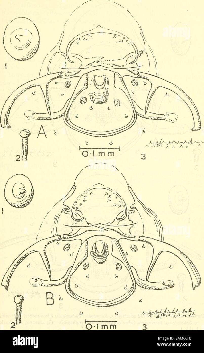 Proceedings of the United States National Museum . rgemandibles. The teeth on the dorsal surface of the blade of the mandi-ble are larger than the teeth on the ventral surface in Aptesis andRhemhohius but not in Cubocephalus. Larval Key 1. Teeth on the dorsal surface of the blade of the mandible not markedly larger than teeth on the ventral surface Cubocephalus Teeth on dorsal surface of blade of mandible larger than teeth on ventralsurface 2 2. Blade of mandible short, broad, and well-sclerotized, with length approximately equal to one-third of that of base of mandible Rhembobius Blade of man Stock Photo