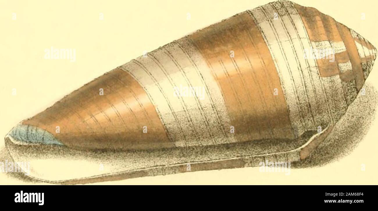 Zoological illustrations, or, Original figures and descriptions of new, rare, or interesting animals : selected chiefly from the classes of ornithology, entomology, and conchology, and arranged on the principles of Cuvier and other modern zoologists . CON us terebra,Screw Cane. Generic Character.— See PI. 65. Specific Character. C cyUndraceo-elongatus, albidus, striis transversis c/evatis, fasciiquebinisjlavescentibus, spird crassd obtusd. Lam. Cylindric elongated; whitish, with two yellowish bands, and trans-verse elevated strise; spire thick, obtuse. Conus Terebellum. Gmelin, p. 3390. 44. (o Stock Photo