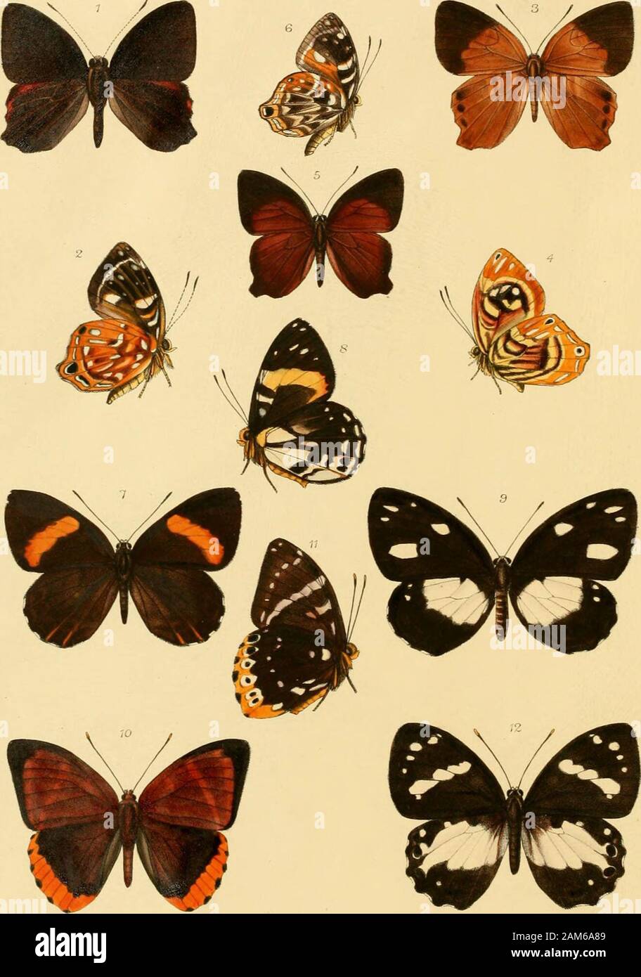 Rhopalocera exotica ; being illustraions of new, rare, and unfigured species of butterflies . t ofwhich are minute; the orange-rufous bar on the inner margin is wider andmore elongate. The posterior wings are orange-rufous, bordered all roundrather narrowly by black. Underside. Anterior wings as on the upperside, except that the innermarginal rufous band is represented by a pale buff streak. Posterior wingsblack, with a triangular spot near the base of the cell; two subcostal spots onthe disc, another elongate spot at the end of the cell; a broad, more elongatestreak near the inner margin, rea Stock Photo