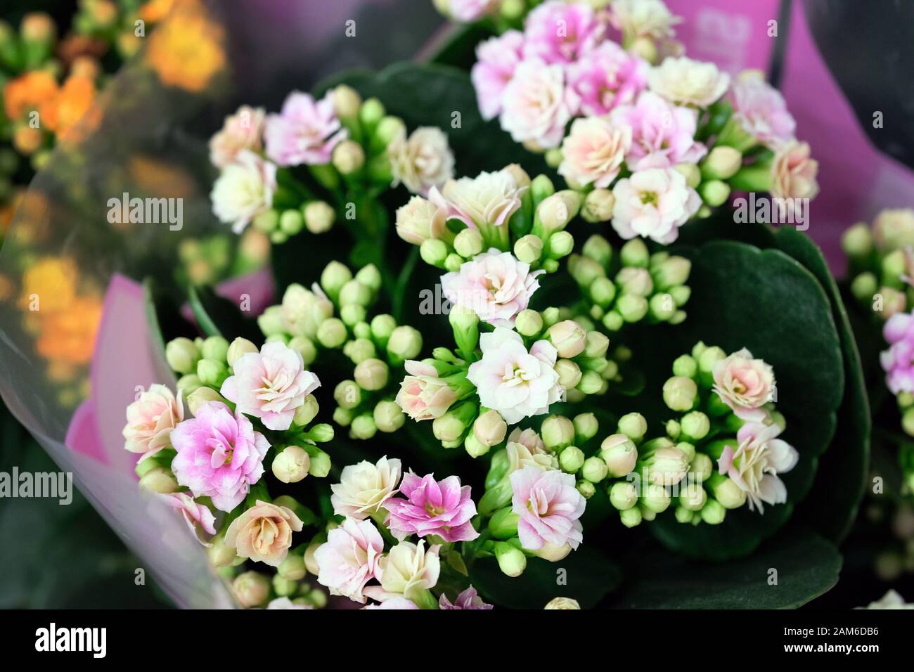 Kalanchoe in a pot closeup. Kalanchoe flowers pink. Stock Photo