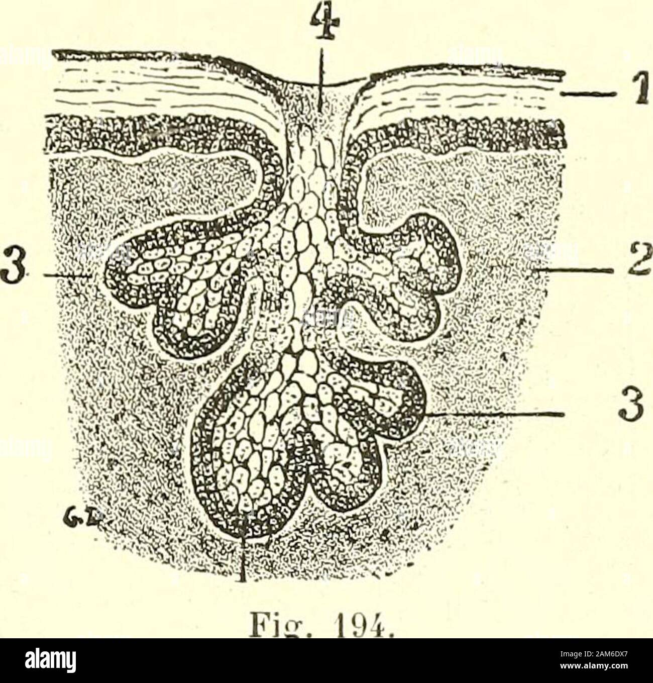 Traite D Anatomie Humaine E Avec Le Developpement Des Poils Auxquels Elles Sontan   nexees Relativement Petites Au Niveau Des Poils Completement Developpes Lescheveux Par Exemple Elles Sont Beaucoup Plus Volumineuses Au Niveau