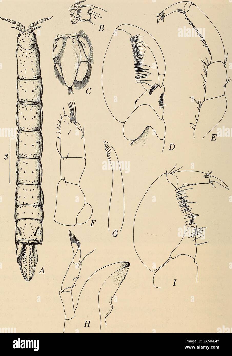 Annals of the South African Museum = Annale van die Suid-Afrikaanse Museum . Fig. 23. Malacamhura corofiicauda. A, ? cephalon. dorsal view. B. C. Maxilliped. D. Telson and uropods. cephalon. ventral view, Th. Mortensen Expedition. 1 6. False Bay. ZMC. Galathea Expedition,station 165. 1 d. 1 juv.. False Bay. Distribution Saldanha Bav to Agulhas Bank. 26-174 m. Malacamhura foveolata (Barnard. 1940) Figs 2-^25 Haliophasma foveolata Barnard. 1940: 384. 490. 498. fis. 2: 1955: 50. fig. 24 a-c. Dav. Field &Penrith, 1970: 47. Poore. 1975: 532. Kensley, 1975a: 38; 1978^: 49. Wagele, 1981: 86. 134 ANNA Stock Photo