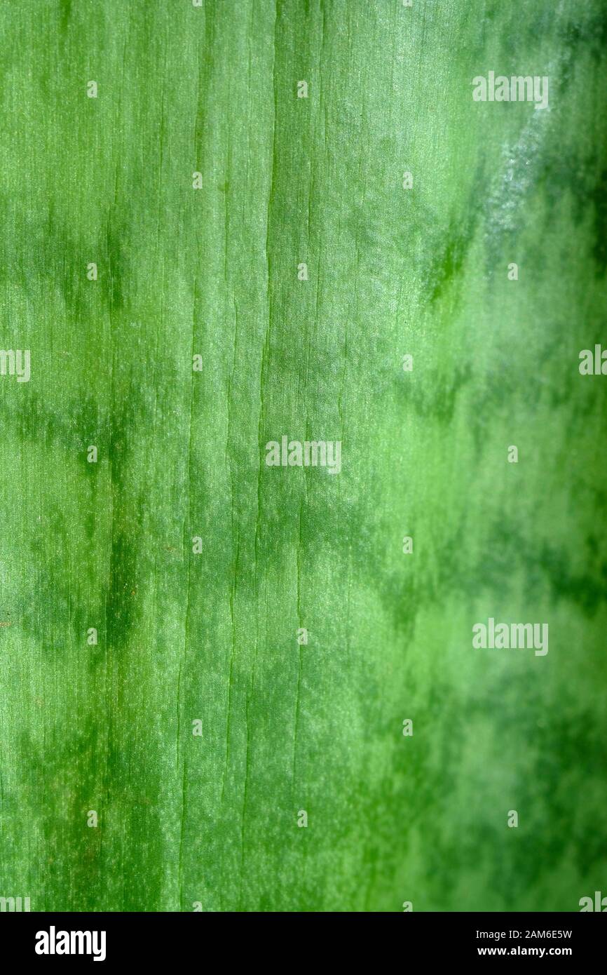 The green leaf of the plant bowstring hemp close-up. Sansevieria background. Stock Photo