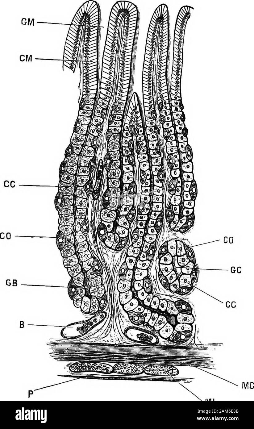 The frog: an introduction to anatomy, histology, and embryology . ds each depressioninstead of being a simple pit is itself subdivided or branched,often in a very complicated manner. There are two chiefvarieties: (1) tubular glands, in which the several sub-divisions are tubular, and of tolerably uniform diameterthroughout: and (2) racemose glands, in which the blind endsof the pits are dilated into globular chambers or alveoli, to whichthe special glandular epithelium is usually confined. a. Compound tubular glands. Take a prepared section ofkidney of frog: mount in balsam, and examine with b Stock Photo