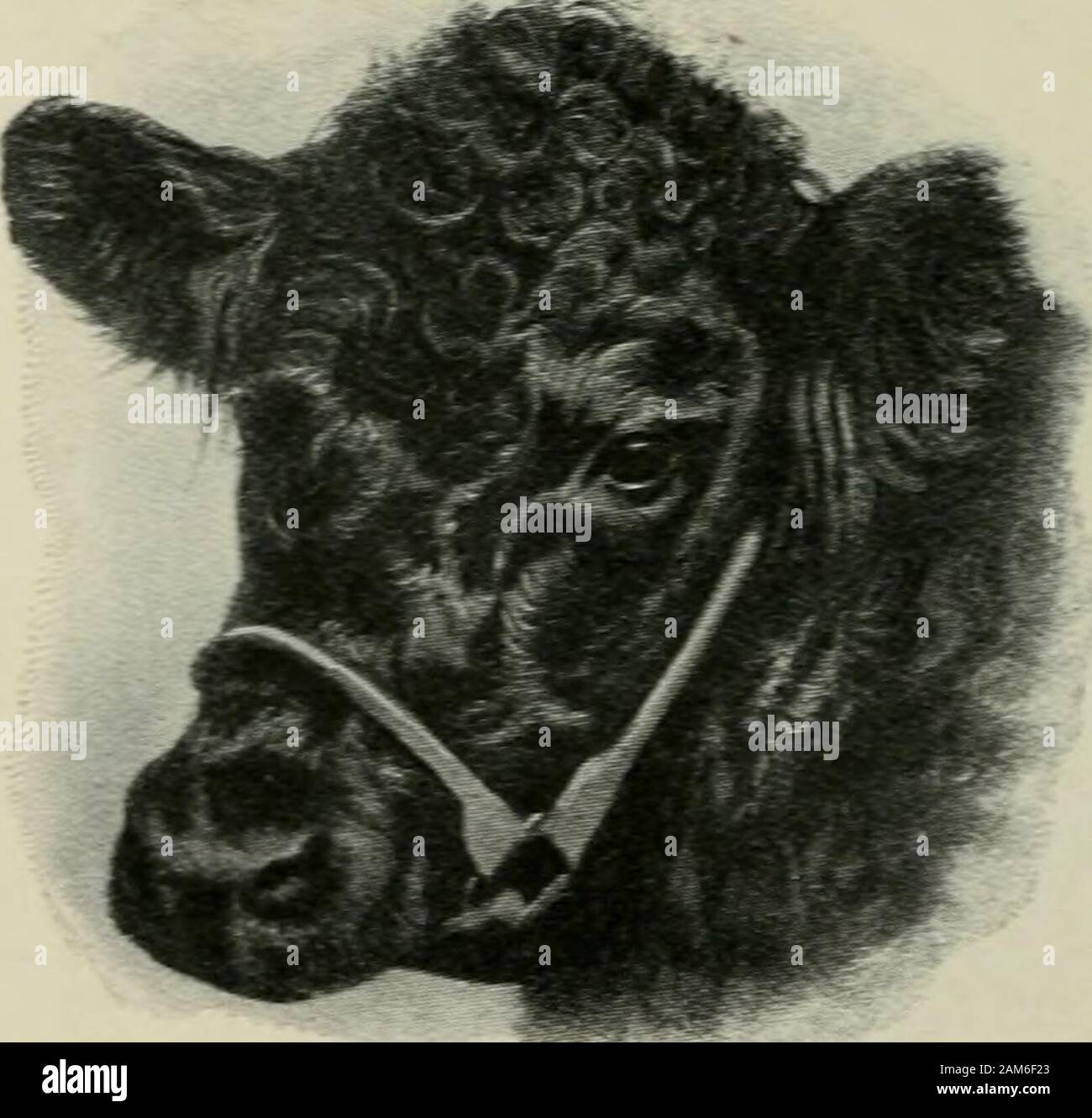 Angular Cow Good Milkers High Resolution Stock Photography and Images - Alamy