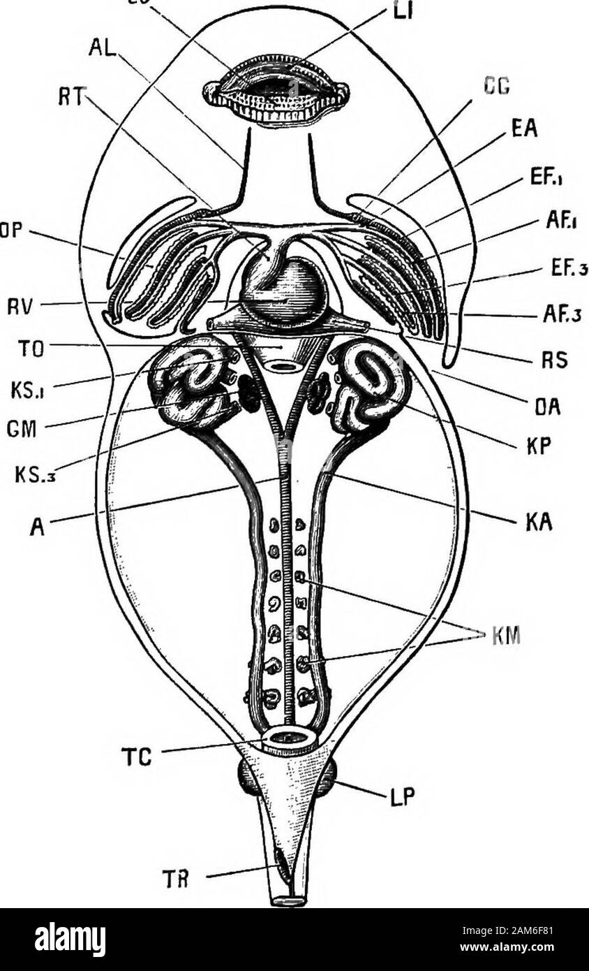 The frog: an introduction to anatomy, histology, and embryology . els, but incomplete, is present in thefourth branchial arch : and vessels formed on the same plan, butstill less complete, and showing signs of degenerative changes,are present in the hyoid and mandibular arches. There are thus six sets of branchial vessels on each side ofthe pharynx: of these, three, in the first, second, and thirdbranchial arches, are complete; one, in the fourth branchialarch, is incomplete ; and two, in the hyoid and mandibulararches, are rudimentary. 2. The Circulation during the time the tadpole is breathi Stock Photo