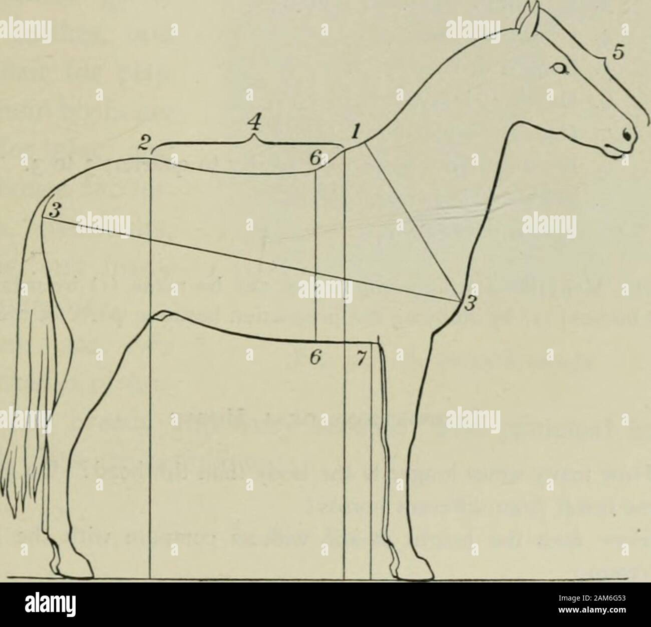 How to Measure a Horse – The Horse