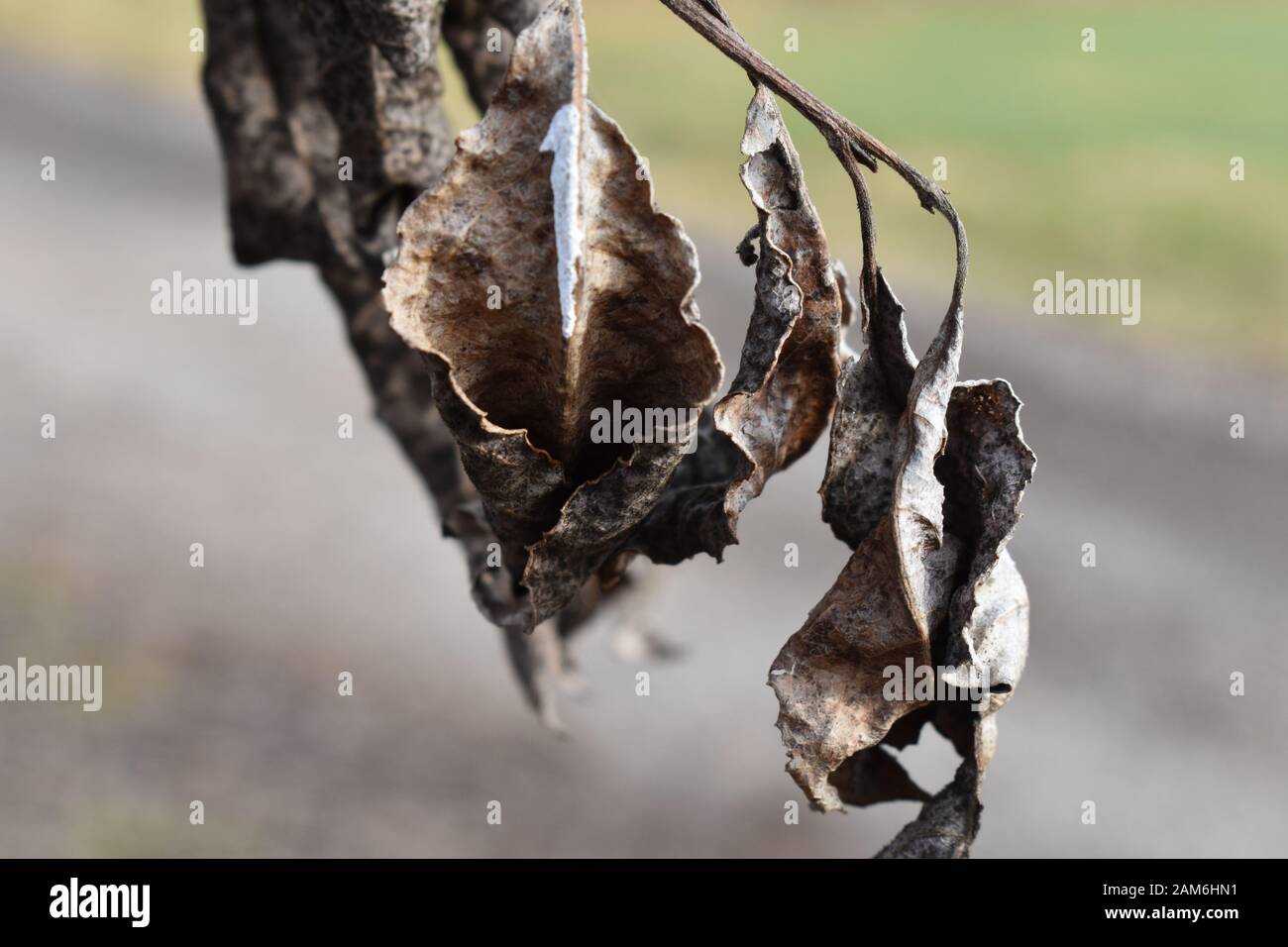 Dry leaves during winter Stock Photo