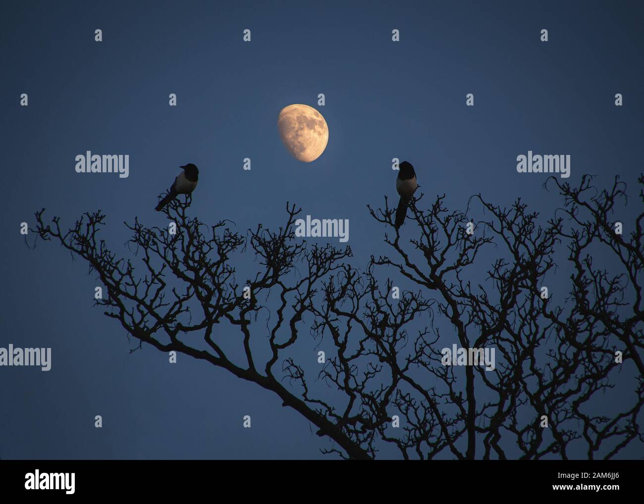 Two magpies at night in a tree in winter with the moon in the sky behind them Stock Photo Alamy