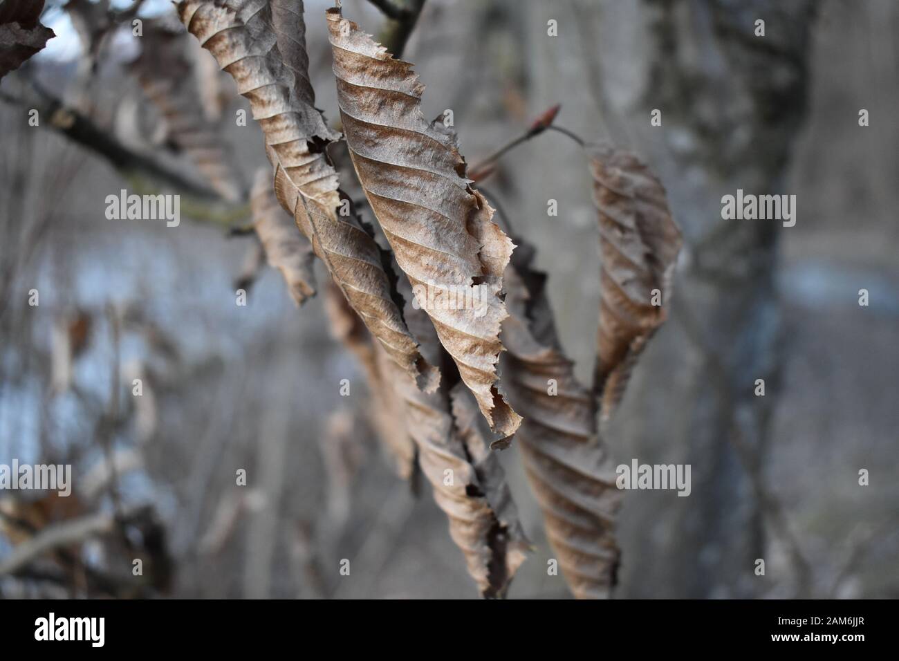 Dry tree leaves near river Stock Photo