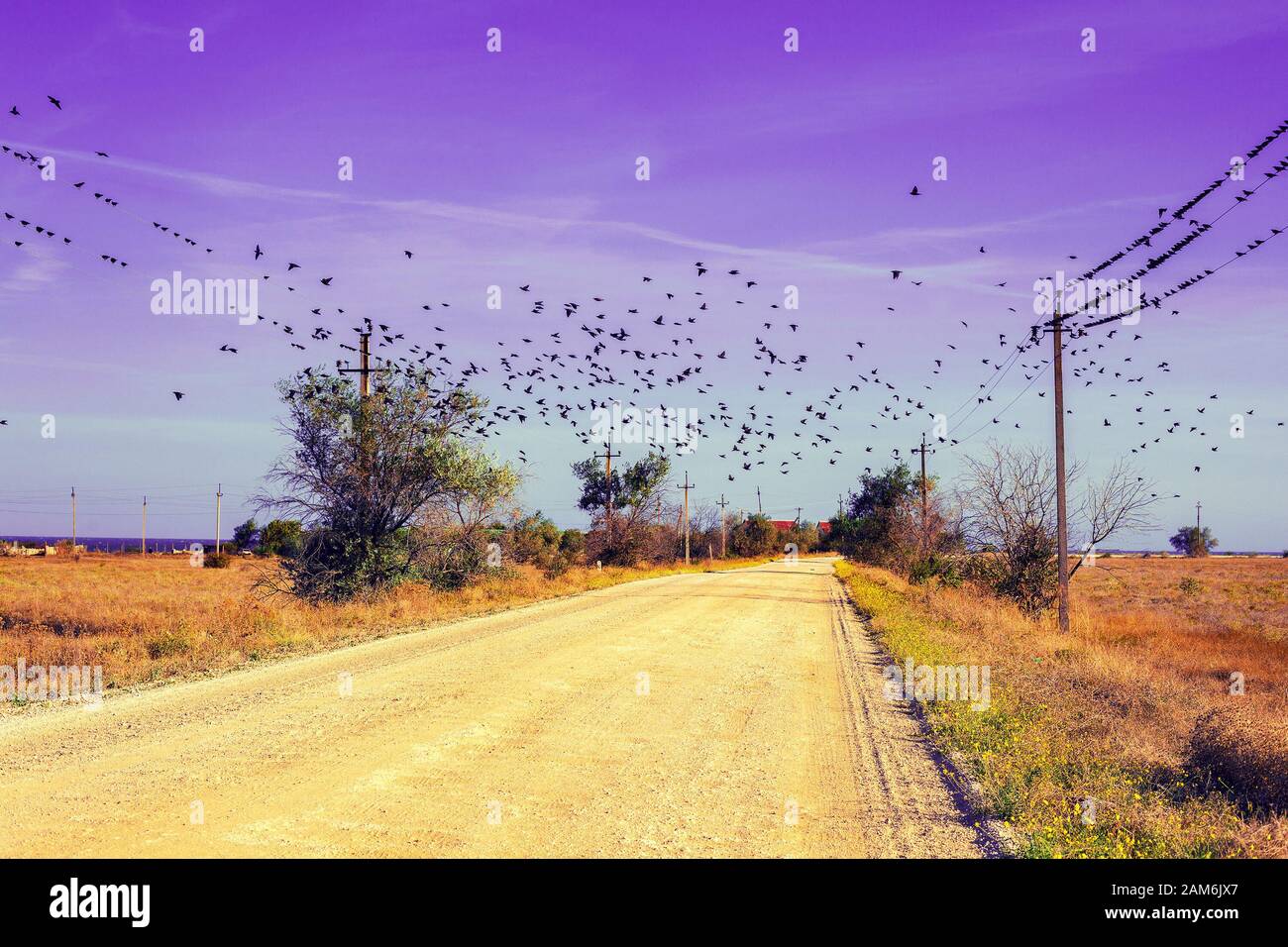 Birds fly over the country road Stock Photo - Alamy