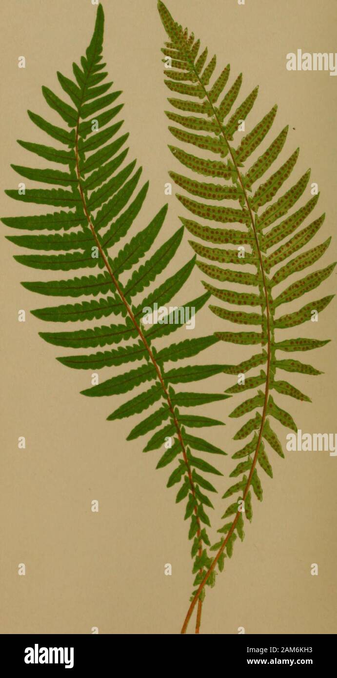 Ferns: British and exotic.. . hors. A RARE Fern, scarcely to be seen in collections, althoughwell known to most Botanists. An evergreen stove species. Native of the West Indies, the American Meridian, Martinica,and Monserrat. 118 POLYPODIUM DECUSSATUM. Fronds large, beneath subpubescent and bipinnatifid. Stembrown at the base of the frond. Fronds sessile, elongate, andprofoundly pinnatifid; segments linear-lanceolate and obtuse. Sori in lines, eventually confluent, uniserial, minute, and fromten to twelve pairs on each segment. Pinnse opposite or sub-opposite and hirsute, apex acuminate. Veins Stock Photo