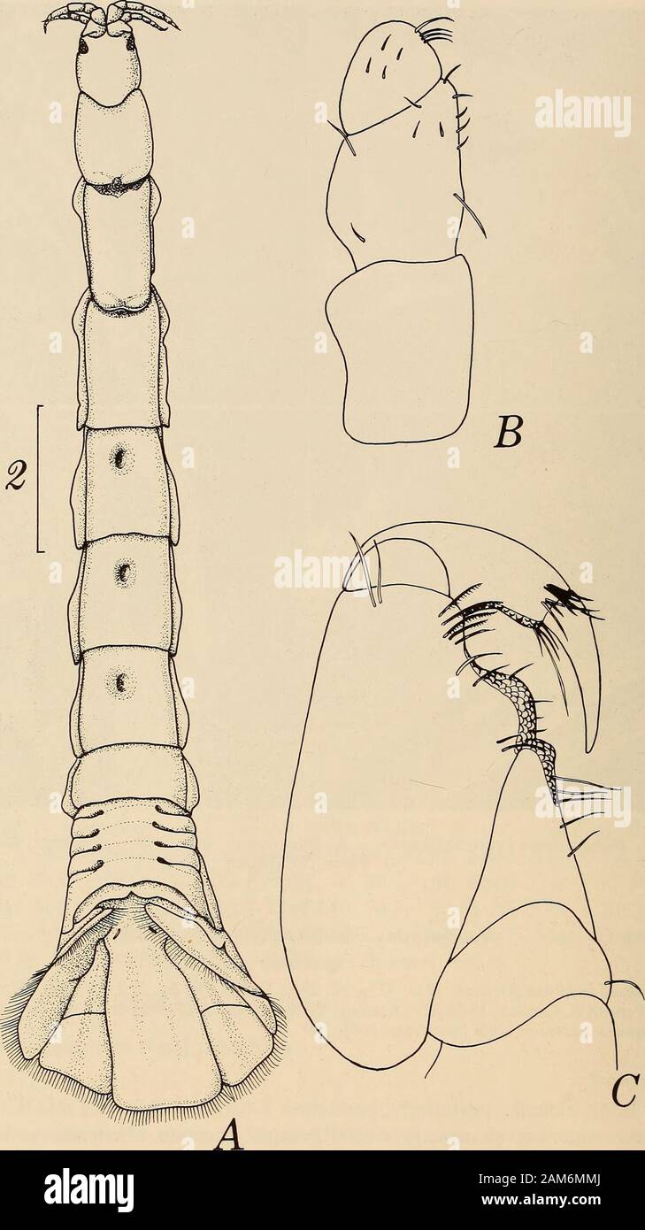 Annals of the South African Museum = Annale van die Suid-Afrikaanse Museum . Fig. 15. Haliophasma austroafricanum. A. Antennular base. B. Cephalon, ventral view. C. Pleon. D. Telson. Haliophasma macrurum (Barnard, 1914) Figs 16-18 Exanthura macrura Barnard, 1914: 337a, pi. 28A; 925a: 131, fig. 7; 1940: 490, 497; 1955: 5. Penrith & Kensley, 1970: 227. Kensley, 1978^: 47, fig. 21D. Wagele, 1981: 114.Exanthura macruron {sic): Nierstrasz, 1941: 239. Diagnosis Body widening posteriorly, pereonites 4-6 each with strong mid-dorsal pit.Telson widening posteriorly, distal margin truncate. Uropods and Stock Photo