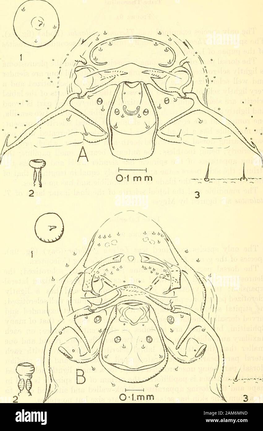 Proceedings of the United States National Museum . a. The dorsal part ...