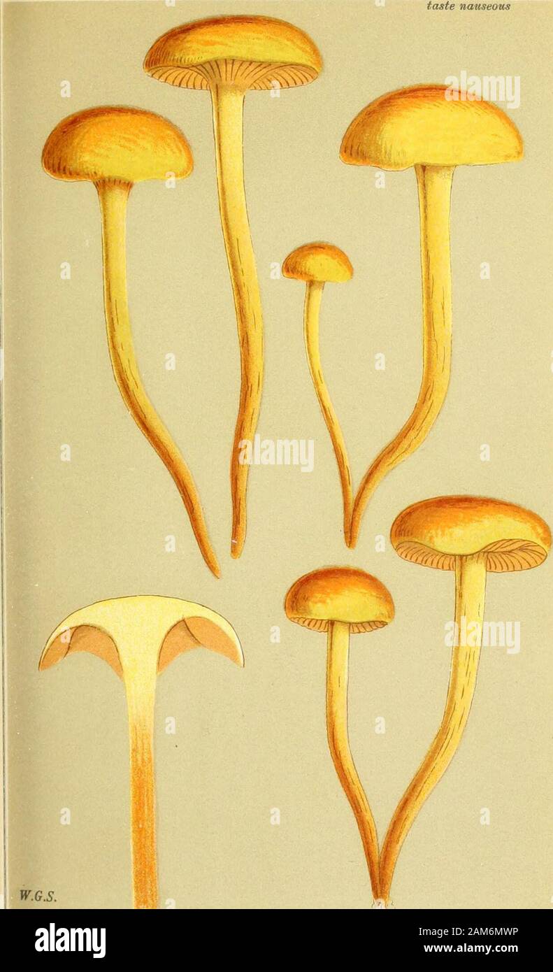 Illustrations of British Fungi (Hymenomycetes), to serve as an atlas to the 'Handbook of British Fungi' . ## AGARICUS (FLAMMULA) MIXTUS. Fries,on stumps^ and on the ground. Bo^oood, With-. Nov. 1870. DERMINI. PL. 475.taste nauseam. AGARICUS (FUMMULA) JUNCINUS. Smith.amongst dead rushes. North Wootton. Nov. 1870. I OERMINI. Stock Photo