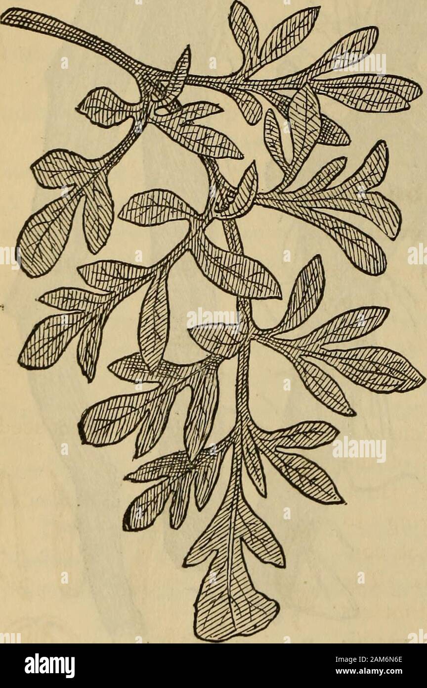 A companion to the United States pharmacopia; . Fig. 451. —Rumex Crispus, natural size. RUMICIS EXTR ACTUM FLTTIDUM; U. S.Fluid Extract of Rumex. To make five hundred cubic centimeters (or its equivalent—17 IT. S.fluidounces), use five hundred grams (or its equivalent—17f avoirdupoisounces) of the drug, in No. 30 powder. As a menstruum use diluted alcohol. Moisten the drug with one hundred and seventy-five grams (about6-J- fluidounces) of the menstruum. Pack it tightly in a cylindrical per- 868 A COMPANION TO THE colator. Saturate with menstruum. Macerate forty-eight hours. Thenpercolate. Rese Stock Photo