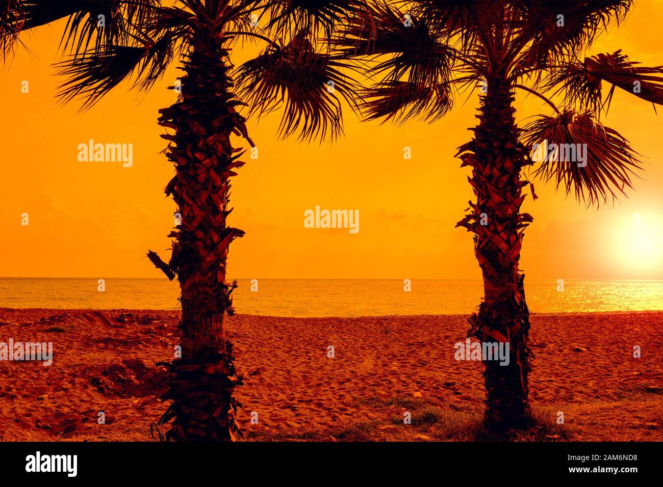 Silhouette of palm trees on the beach at sunset Stock Photo - Alamy