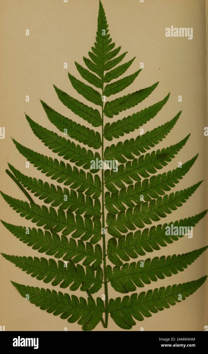 Ferns: British and exotic.. . Presl. Hooker. PLATE LIl. VOL. II. Phegopteris ampla,Polypodium caripense. Fee. J. Smith. Peesl. KUKTH. Polypodium—Polypody. Amplum—^Large. In the Section Phegopteris of some Authors. Polypodium amplum is a fine exhibition plant when well grown. It is an evergreen stove species. Native of Martinique. Fronds tri-pinnatifid and glabrous; segments oblong-obtuse,the margins dentato-serrate. Stipes paleaceous. Sori uniserial, circular, and very large—covering the wholeunderside of the frond. Pinnae linear-lanceolate and acuminate. Veins branched. Fronds very large. 114 Stock Photo
