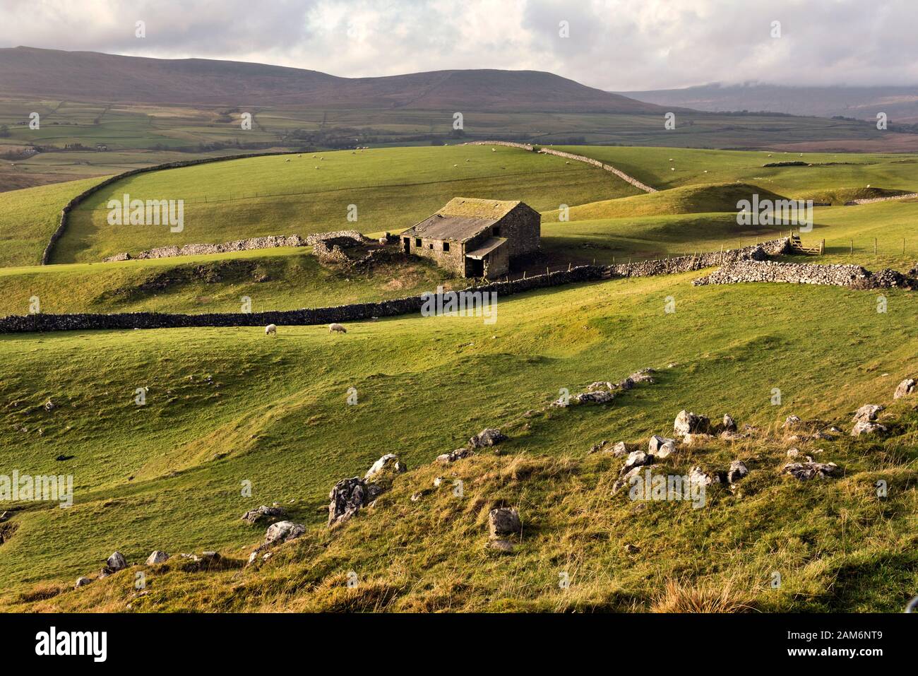 Sheep graze in the Yorkshire Dales near Horton-in-Ribblesdale. Central is a typical old dales barn or 'cow house'. The hillocks are glacial drumlins. Stock Photo