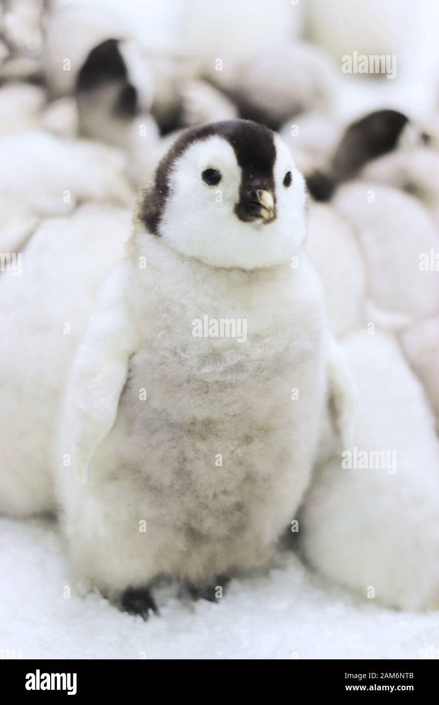 close-up of a cute little emperor penguin chick sitting in front of other baby penguins Stock Photo