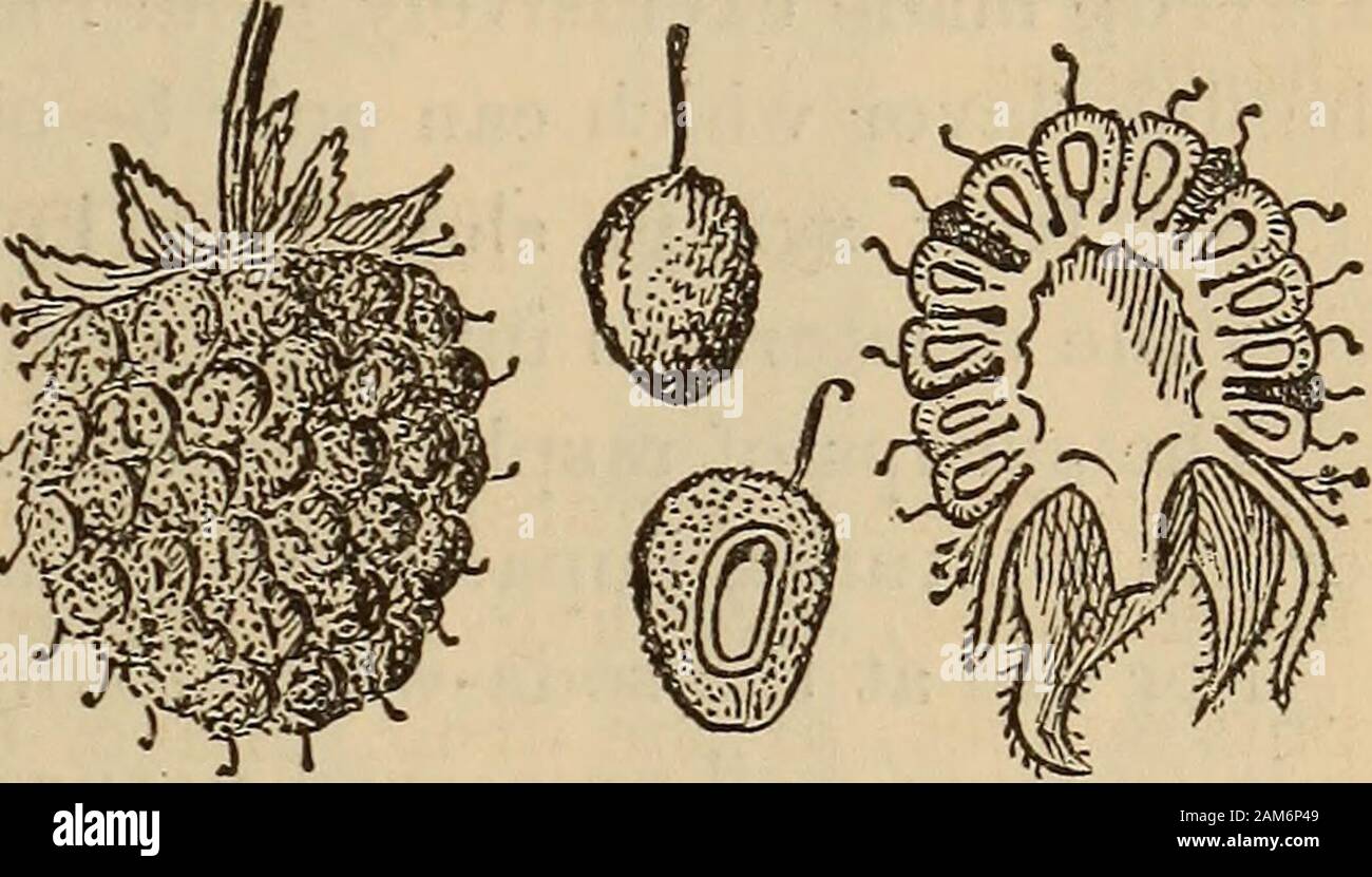 A companion to the United States pharmacopia; . fluidrachms).. Rubus Idseus; IT. S. Raspberry.Bubi Idmi Fructus. Origin.—Bubus ulceus, Linne (Bosacece). Habitat.—Europe and America. Part used.—The fruit. Description.—See the Phar-macopoeia, page 284. The light red fruit of Bubus -jj| strigosus, Michaux, and the purplish -^ black fruit of Bubus occidentalism Linne, are also officially recognized J & Figs. 447-450.— Raspberry, whole and lon- as raspberry. gitudinal section, natural size; and drupes, Constituents .—Citric and Wh°le and in Wtudmal section, enlarged.malic acids, pectin, fruit sugar Stock Photo