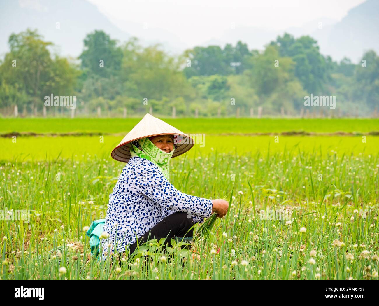 Local Asian woman wearing conical hat working in field picking spring onion crop, Dong Tham, Ninh Binh, Vietnam, Asia Stock Photo
