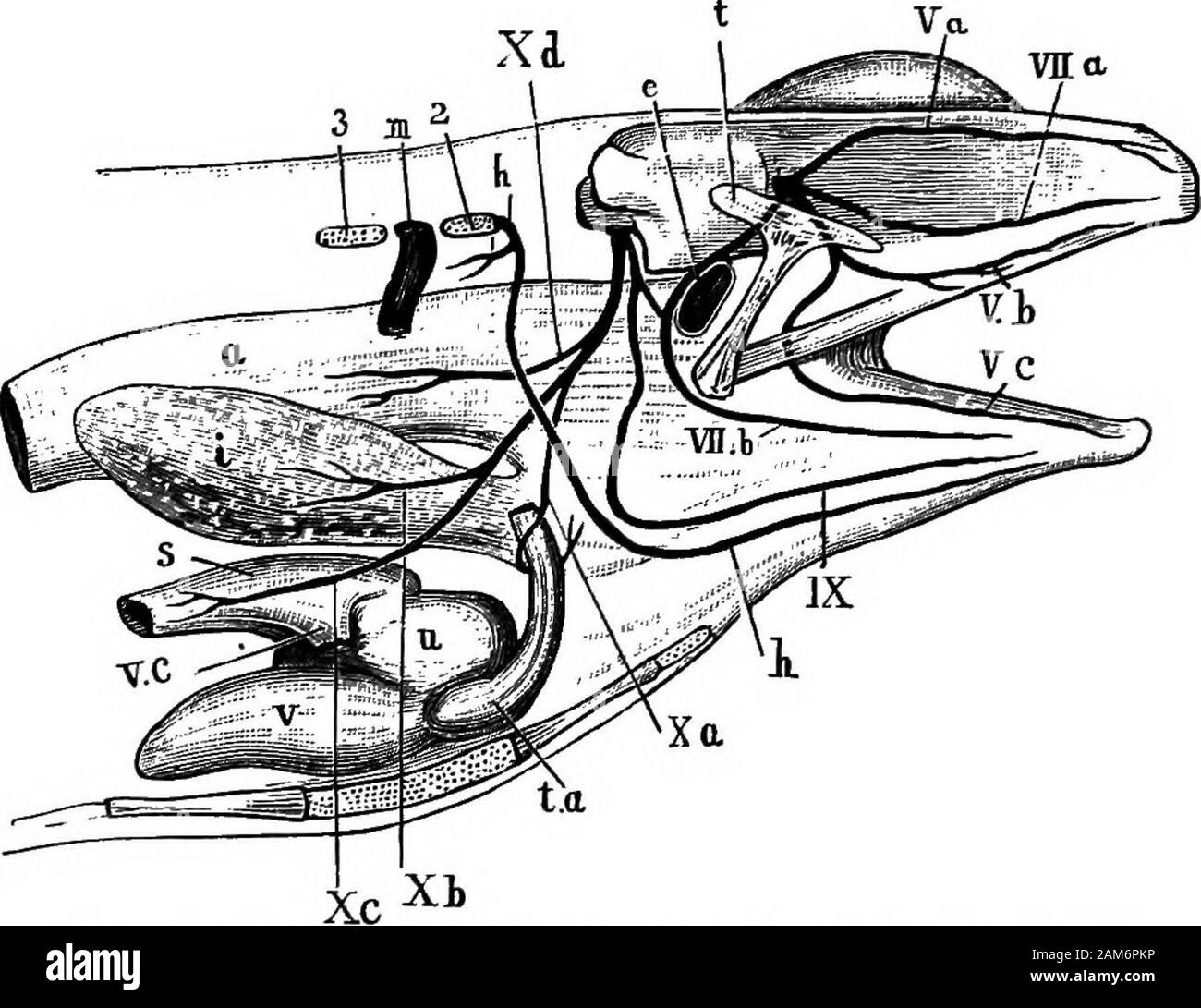 The frog: an introduction to anatomy, histology, and embryology . ly from thethird, fourth, and fifth ganglia.Hepatic, renal, genital, haemorrhoidal, and vesical plexusesalso exist in connection with the liver, kidney, reproductiveorgans, large intestine, and bladder respectively. III. The Cranial Nerves. There are ten paiis of cranialnerves in the frog, which are numbered in order from beforebackwards. (See Figs. 12, 14 and 16.) 78 THE NERVOUS SYSTEM OF THE FROG To dissect the cranial nerves expose the brain by removing theroof of the shvM as al/ready described, amd then follow the specialins Stock Photo