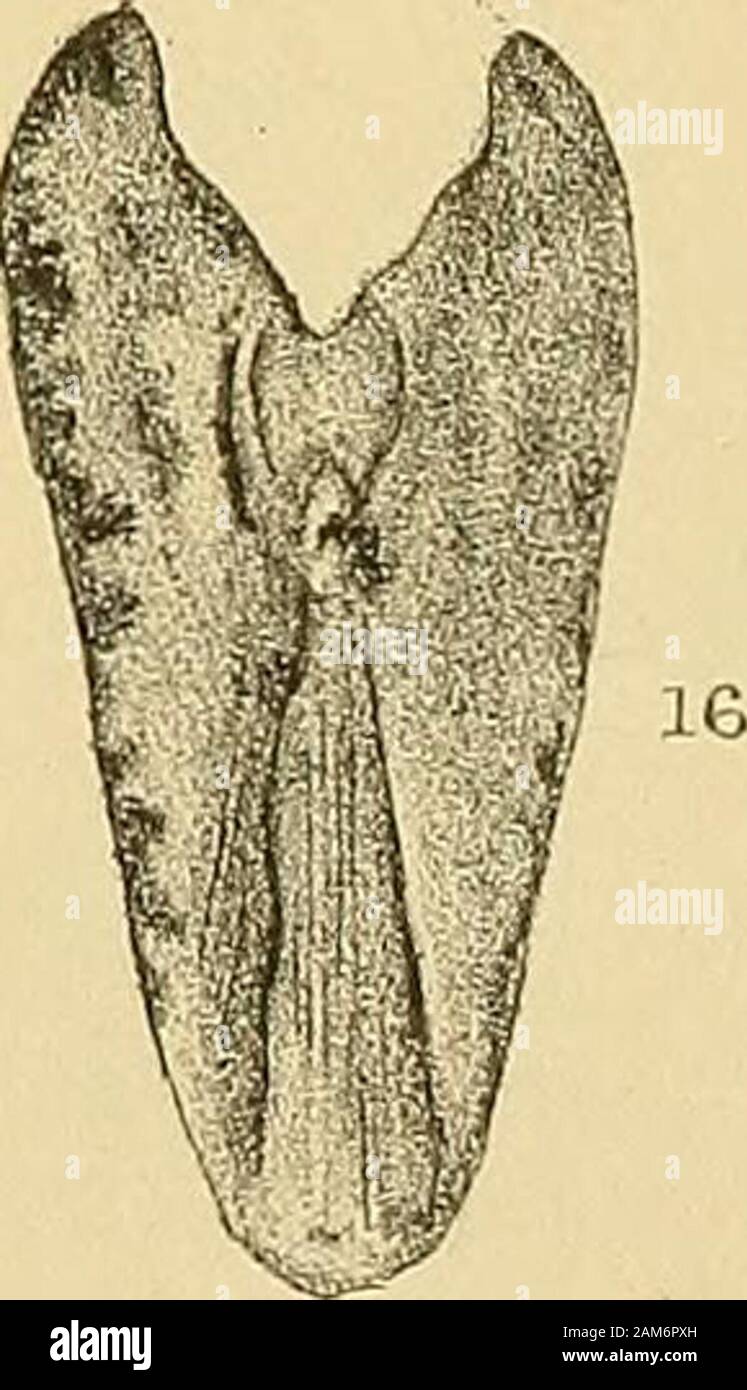 Geological Magazine Gt Is K C Wooaj Ar Cl Cz L Et Imv West T E Wy Lca Co X Vv3 Fig S 1 1 S Tsfew Pliyllop Od Ciustaeean Slnields Irora The Upper Devonian Eifel Fig L7 From Tlie
