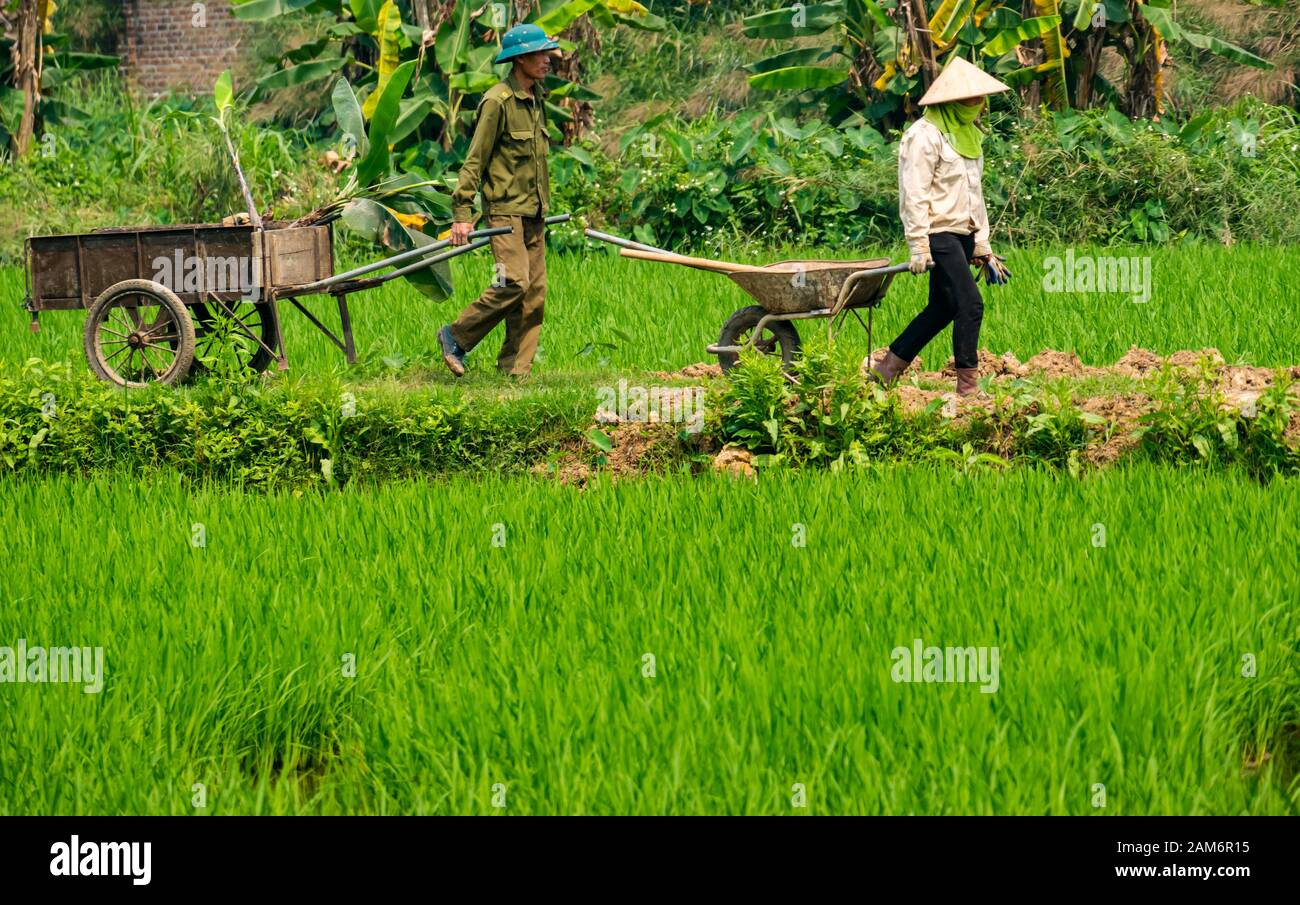 Local Asian man and woman wearing conical hat working in rice paddy field pulling wheelbarrow and cart, Tam Coc, Ninh Binh, Vietnam, Asia Stock Photo