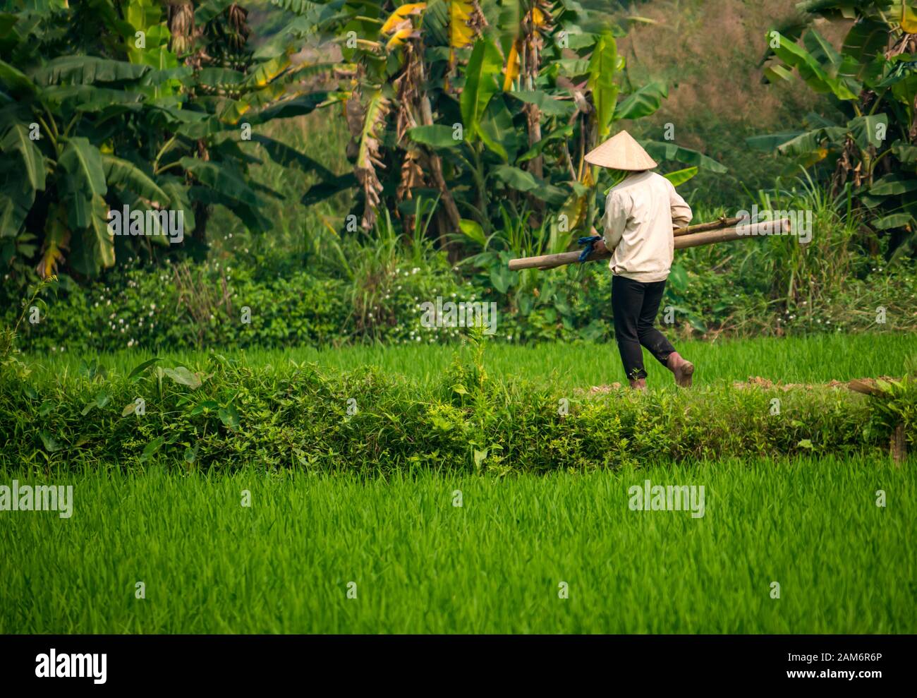 Local Asian woman wearing conical hat carrying timber working in rice paddy field, Tam Coc, Ninh Binh, Vietnam, Asia Stock Photo