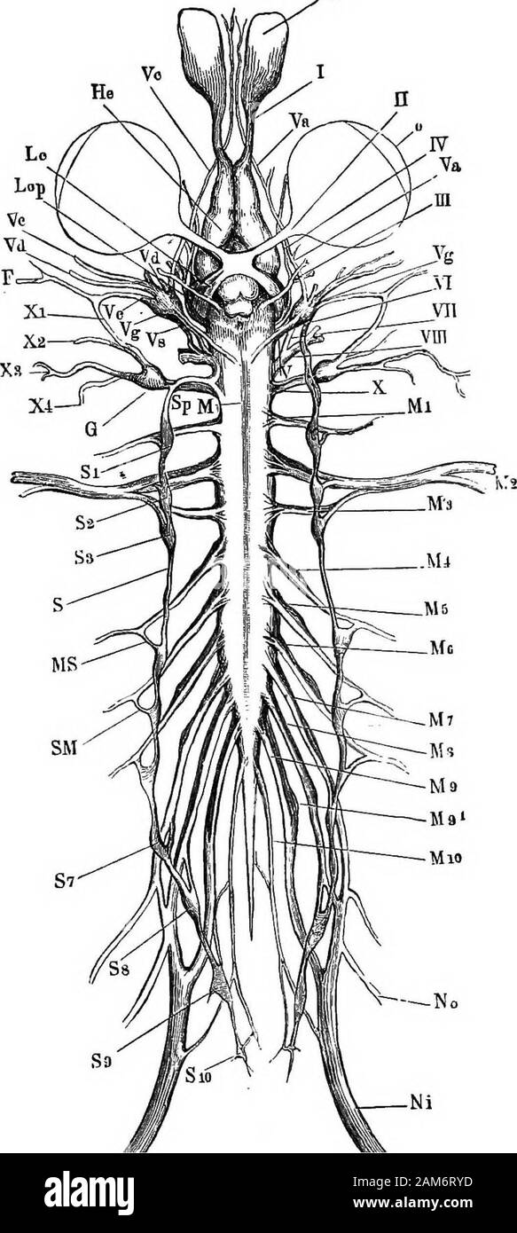 The frog: an introduction to anatomy, histology, and embryology . ; G, ganglion of pneumogastric nerve; He, cerebral hemi-sphere ; Lc, optic tract; Lop, optic lobe; M, boundary between medullaoblongata and spinal cord; M 1-10, the spinal nerves; MS, connectionbetween fourth spinal nerve and sympathetic chain; N, nasal sac ; &gt;^^£jgl^PT?^; No, crural nerve ; o, eyeball; S^-timik^-Ql-sympathetic ; S 1-10, theiTmrilt fTinrll Sp&gt; continuation of sympathetic into liEad. I, olfactory nerve; II, optic nerve; III, motor oculi; IV, fourth nerve;V, trigeminal and facial nerves; Va, ophthalmic branc Stock Photo