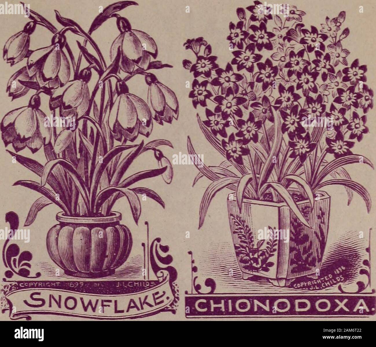 Childs Combination Catalogue For 1910 Flower Seeds Vegetable Seeds Summer Bulbs Hardy Bulbs And Plants House Plants Shrubs New Fruits And Dutch Or Full Bulbs Fritillaria Heleagris The Newer Varieties