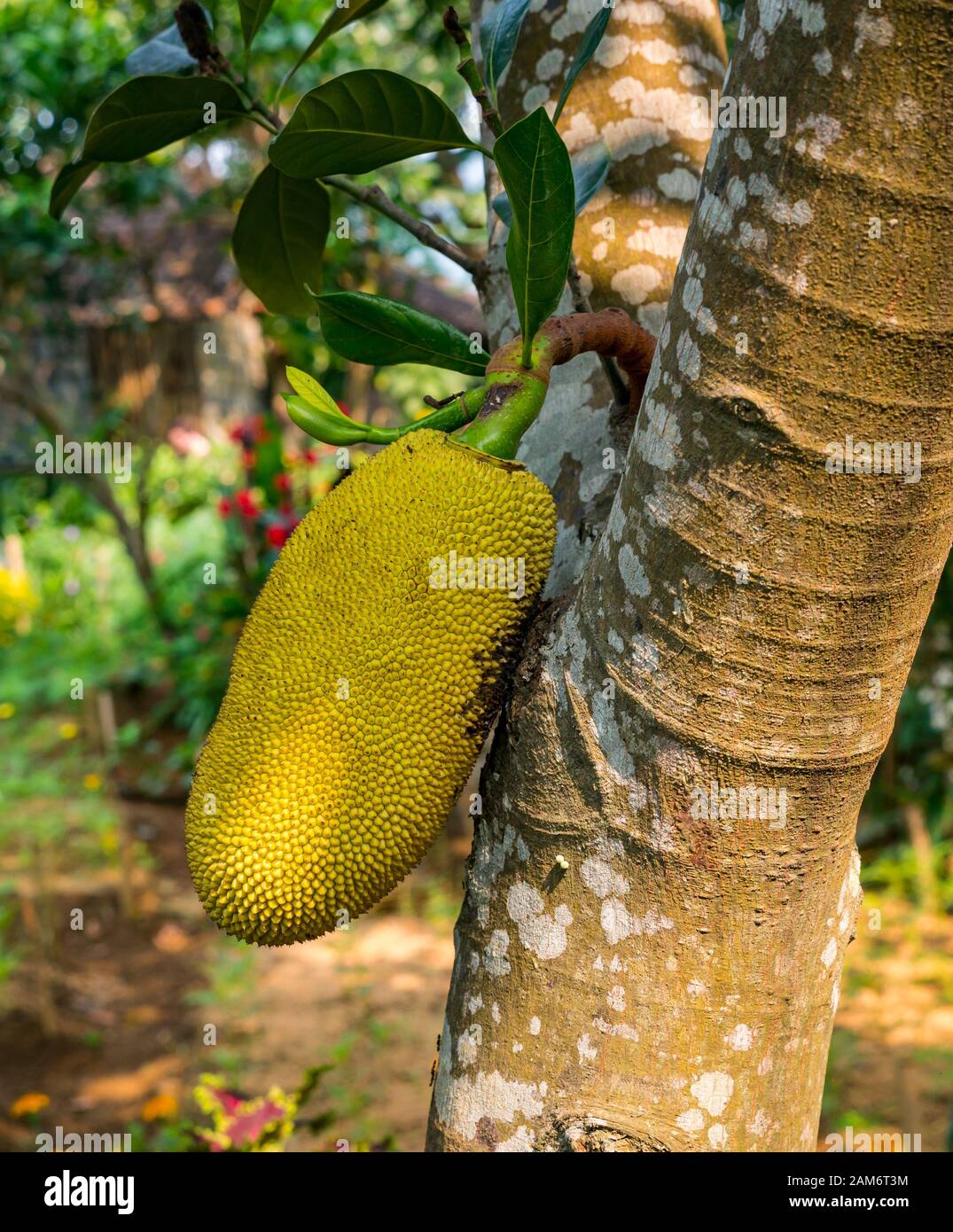 Large jackfruit, Artocarpus heterophyllus, growing on jack tree, Tam Coc Garden resort, Ninh Binh, Vietnam, Asia Stock Photo
