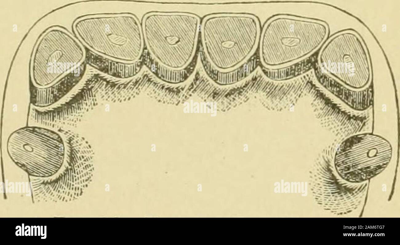 Prescriptions and instructions for treating the disease of the feet and legs of the horse . Fig. 31. Twenty Years. In the lower jaw at twenty years old the corner teeth havebecome triangular. Fic. 27. Sixteen Years. The middle teeth of the upper jaw become round at sixteenyears old.. Fig. 32. Twenty-One Years. The nippers of the upper jaw ure now tri3ngilar. Stock Photo