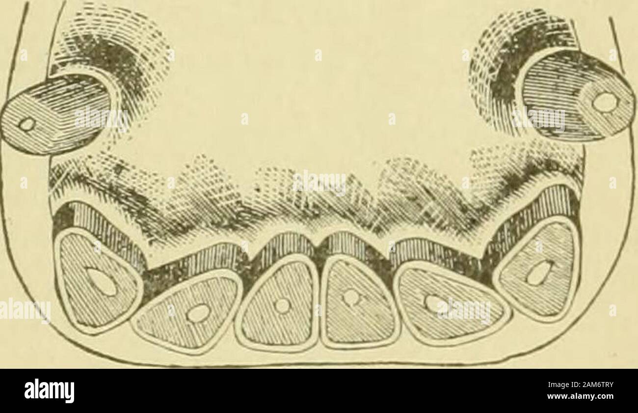 Prescriptions and instructions for treating the disease of the feet and legs of the horse . Fig. 31. Twenty Years. In the lower jaw at twenty years old the corner teeth havebecome triangular. Fic. 27. Sixteen Years. The middle teeth of the upper jaw become round at sixteenyears old. Stock Photo