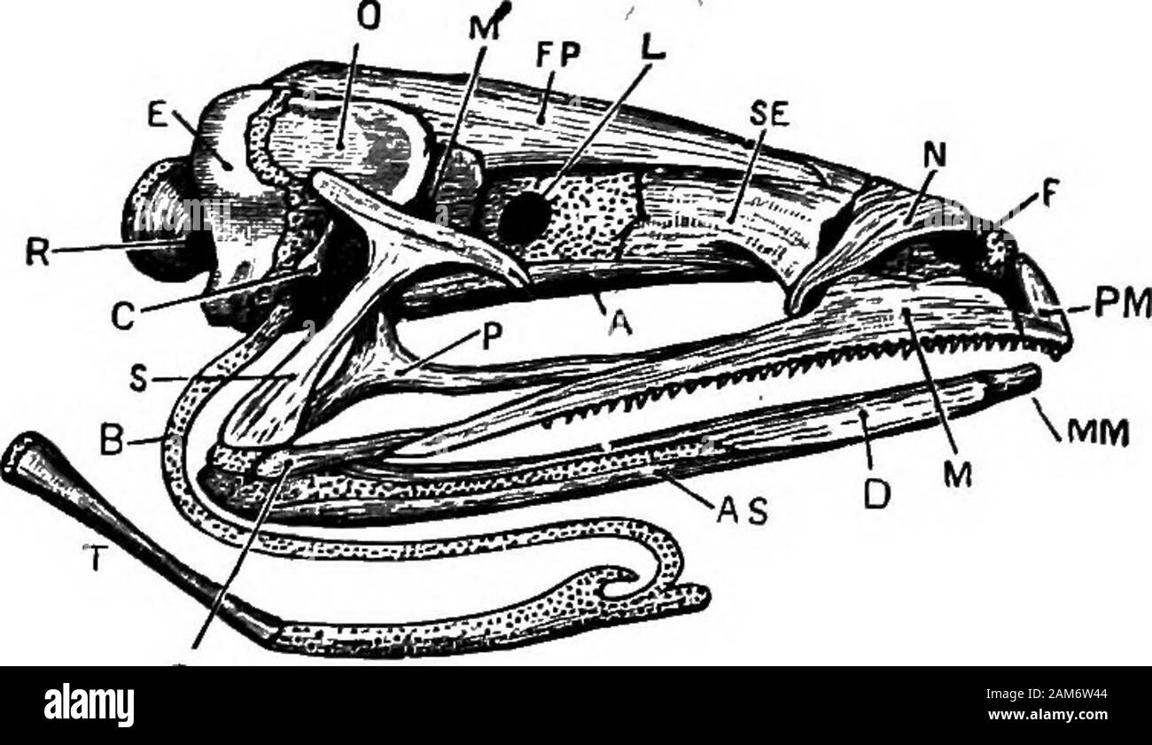 The frog: an introduction to anatomy, histology, and embryology . asals are two triangular bones on the dorsalsurface of the anterior end of the head : the basesof the triangles are turned towards the middleline and meet each other in front, while theirposterior ends diverge and enclose, with theanterior ends of the frontoparietals, a diamond-shaped patch in which the sphenethmoid is visibleon the dorsal surface of the skull.j3. The vomers are two triradiate bones on the ventralsurface of the fore part of the skull: each vomerbears in its inner and posterior angle a small 46 THE SKELETON OF TH Stock Photo