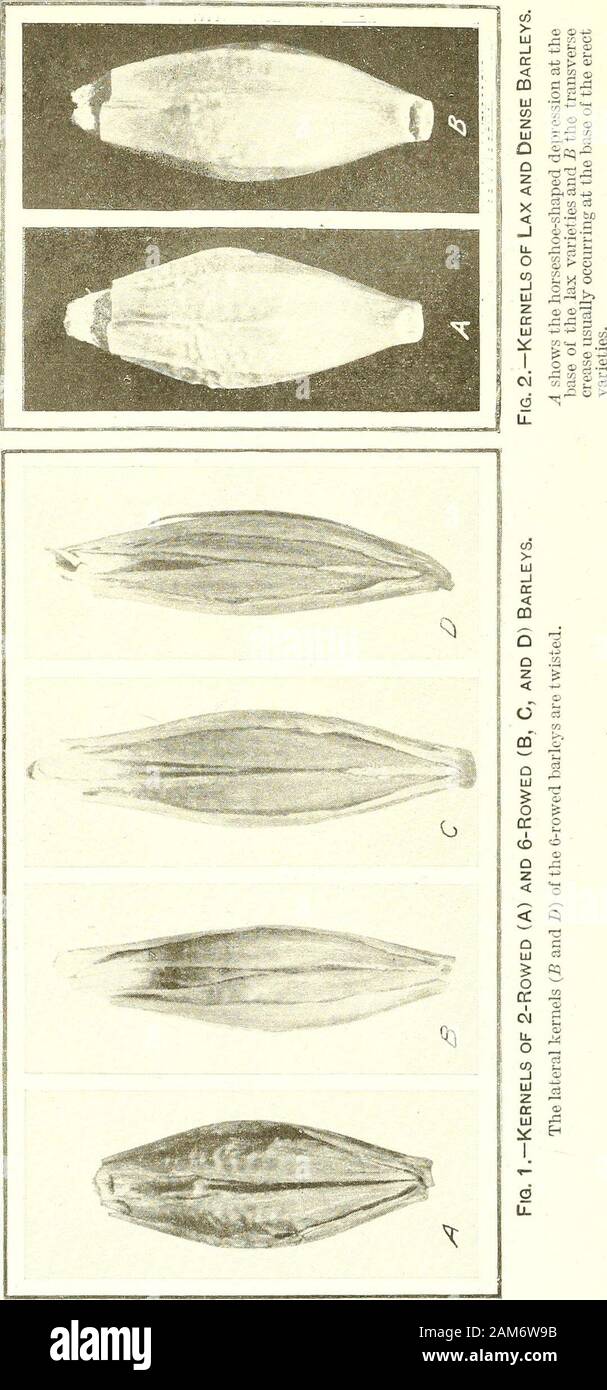 Bulletin of the U.SDepartment of Agriculture . Bui. 622, U. S. Dept. of Agriculture. Plate IV.. THE IDENTIFICATION OP VARIETIES OP BARLEY. 25 seringei Kornicke (1882, p. 206. as var.), a brown form of H. deficiens steudelii (26).subatterbergii Kornicke (1908, p. 430, as var.), synonym for H. i. nudihaxtoni nuditransiens (13).subcompositum Kornicke (1908, p. 434, as var.), a compound form of M. distichon nudum (21).subhaxtoni Kornicke (1908, p. 429, as var.), an indefinite variation of H. i. nudihaxtoni (13).spurium Atterberg (1899, p. 11), varieties with neither crease nor depression at base o Stock Photo