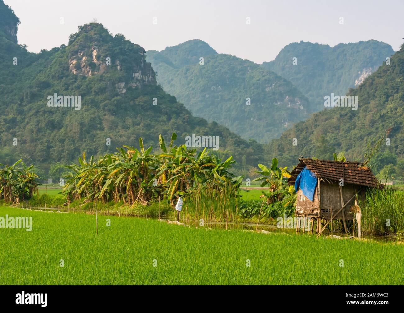 Traditional house on stilts on edge of rice paddy field with scenic view of limestone karst mountains, Tam Coc, Ninh Binh, Vietnam, Asia Stock Photo