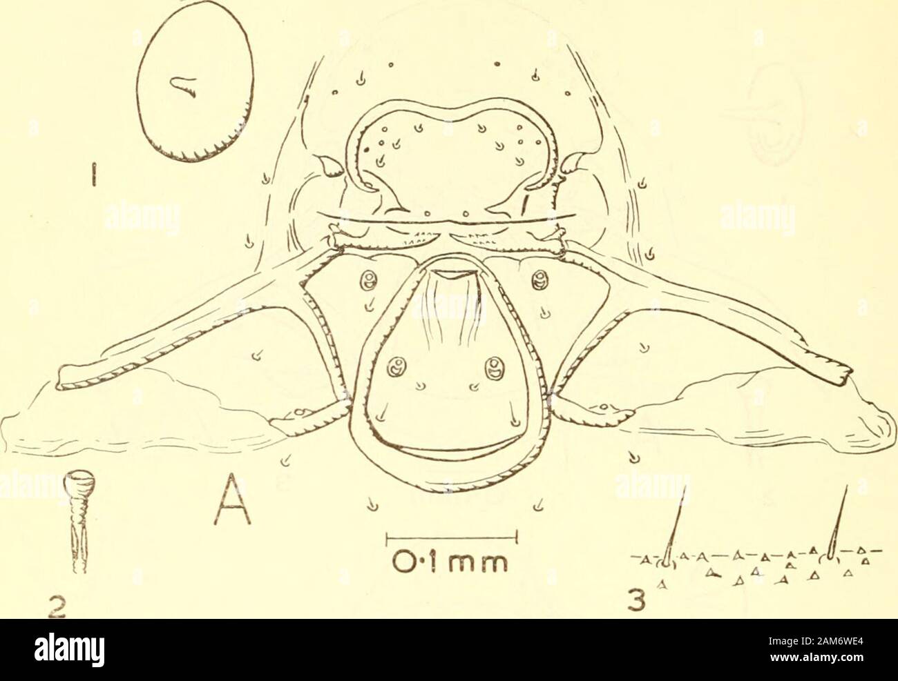 Proceedings of the United States National Museum . Figure 3.—Pimplinae:Ephialtini, head sclerites: a, Ephialtes irritaior (Fabricius); b,Iseropus stercorator brunneifrons (Viereck); c, Tromatobia rujopectus (Cresson). (1,antenna; 2, spiracle; 3, skin.) 404 PROCEEDINGS OF THE NATIONAL MUSEUM. FiGURK 4.—Pimplinae:Ephiakini, head sclerltes: Delomerisia diprionis Cushman. (1, antenna; 2, spiracle; 3, skin.) The above key must be regarded as provisional, for, on the presentmaterial, it is very difficult to decide on any one characteristic of agenus. This may be due to the fact that Scamhus, to take Stock Photo