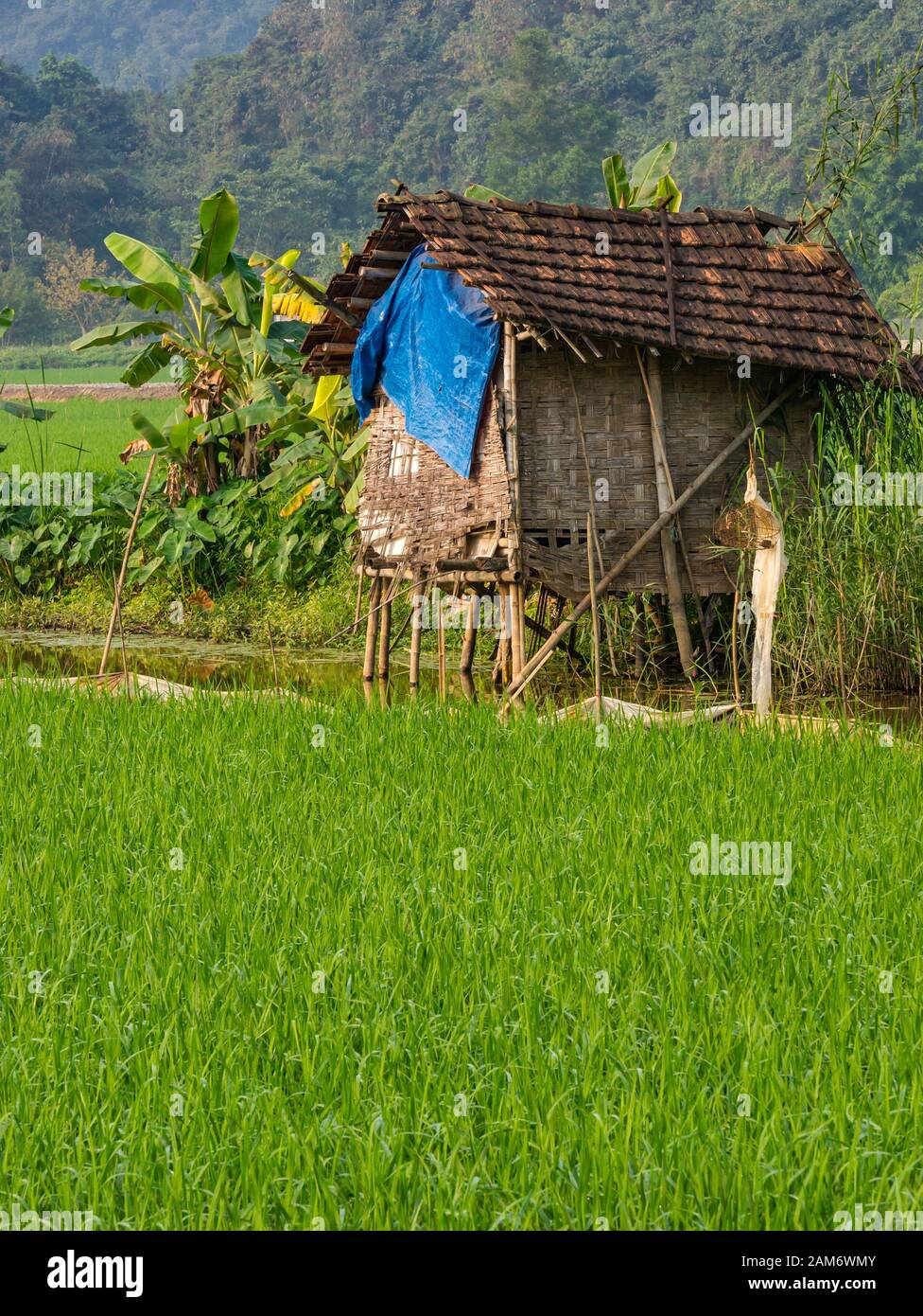 Traditional house on stilts on edge of rice paddy field, Tam Coc, Ninh Binh, Vietnam, Asia Stock Photo