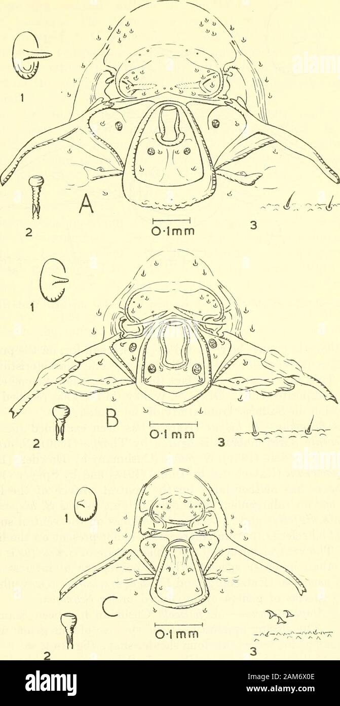 Proceedings of the United States National Museum . Figure 2.—Pimplinae-.Ephialtini, head sclerites: a, Scamhus hispae (Harris); b, Alophos-ternum foliicola Cushman; c, Calliephialtes variatipes (Provancher). (1, antenna; 2,spiracle; 3, skin.) ICHNEUMONID FINAL INSTAR LARVAE—SHORT 403. Figure 3.—Pimplinae:Ephialtini, head sclerites: a, Ephialtes irritaior (Fabricius); b,Iseropus stercorator brunneifrons (Viereck); c, Tromatobia rujopectus (Cresson). (1,antenna; 2, spiracle; 3, skin.) 404 PROCEEDINGS OF THE NATIONAL MUSEUM Stock Photo