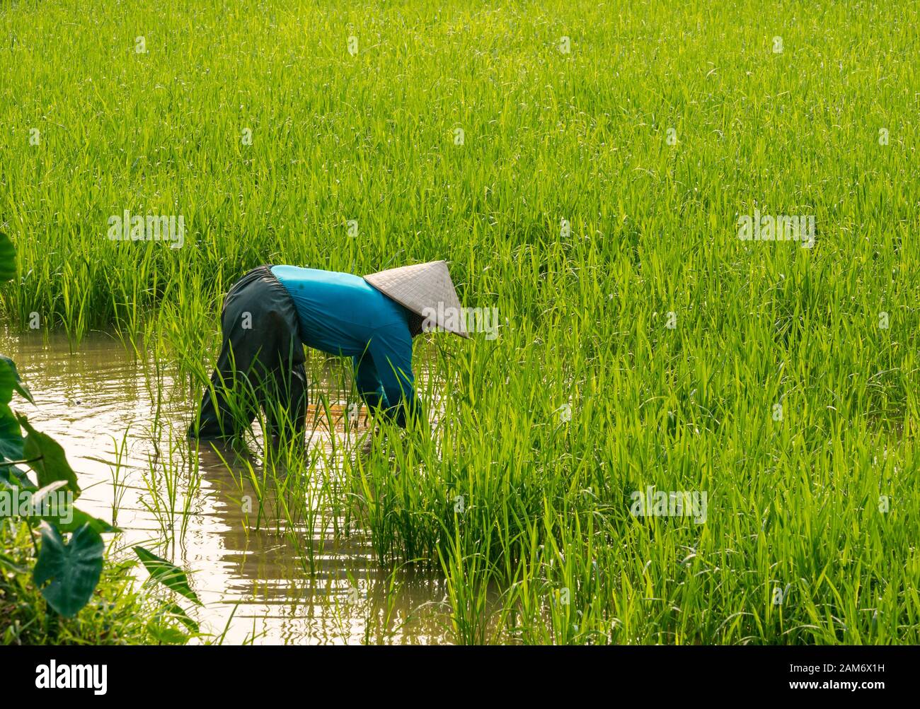 Local Asian woman wearing conical hat and waterproof trousers working in rice paddy field, Tam Coc, Ninh Binh, Vietnam, Asia Stock Photo