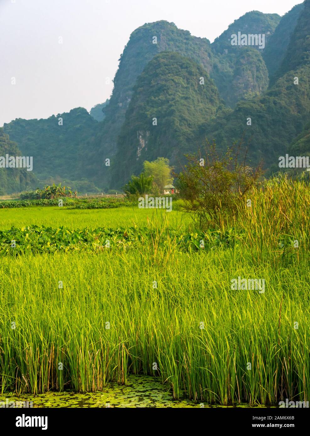 Rice paddy fields with view of limestone karst mountains, Tam Coc, Ninh Binh, Vietnam, Asia Stock Photo