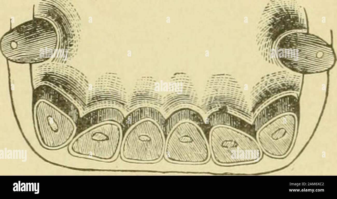 Prescriptions and instructions for treating the disease of the feet and legs of the horse . Fic. 25. FOURTEEN Years. The conier teeth of lower jaw have now become round.. Fig. 29. Eighteen Years. The nippers in the lower jaw are triangular at eighteenyears old. Stock Photo